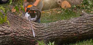Trusted West Pasco, WA Tree Care Experts