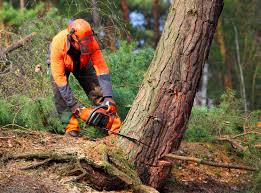 Best Storm Damage Tree Cleanup  in West Pasco, WA