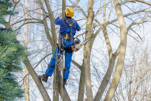 Best Arborist Consultation Services  in West Pasco, WA