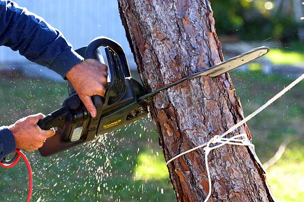 Best Tree Trimming and Pruning  in West Pasco, WA