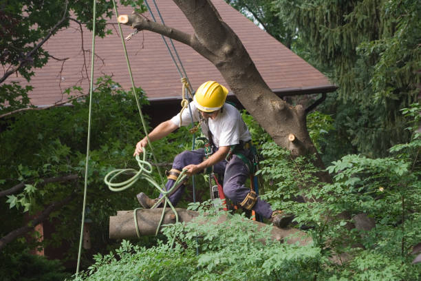 Best Leaf Removal  in West Pasco, WA