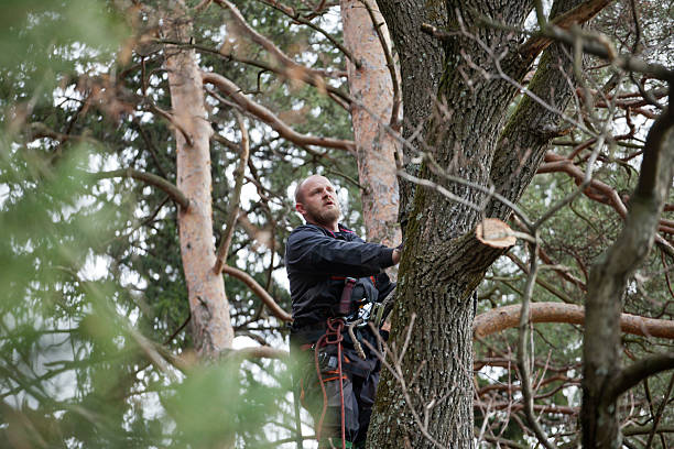 Best Tree Risk Assessment  in West Pasco, WA