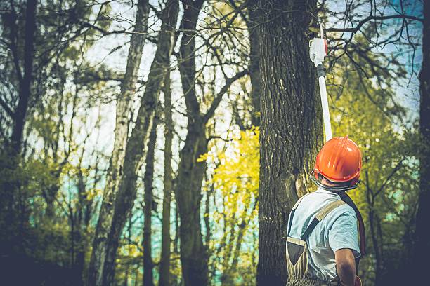 Best Hazardous Tree Removal  in West Pasco, WA
