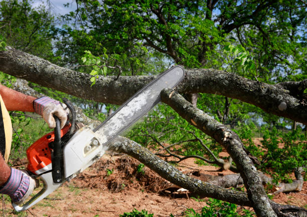  West Pasco, WA Tree Care Pros
