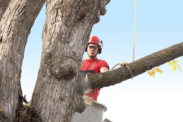 Best Tree Mulching  in West Pasco, WA